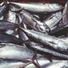 Baltijas zivsaimniekiem būs grūti atgriezties Krievijas tirgū
